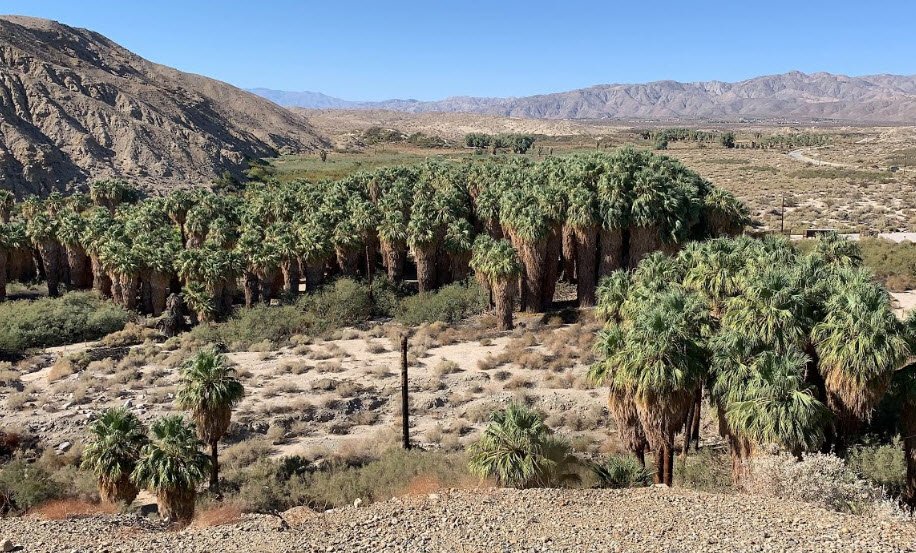 Coachella Valley Preserve - Thousand Palms Oasis Preserve, California, USA